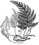 bg-icon