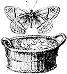 bg-icon
