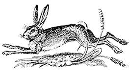 bg-icon